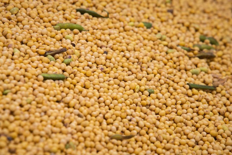 Safra brasileira de soja 21/22 será de 125,10 mi toneladas, diz Datagro