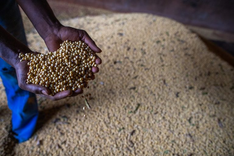 Exportação de soja para a China cresce 8,32%