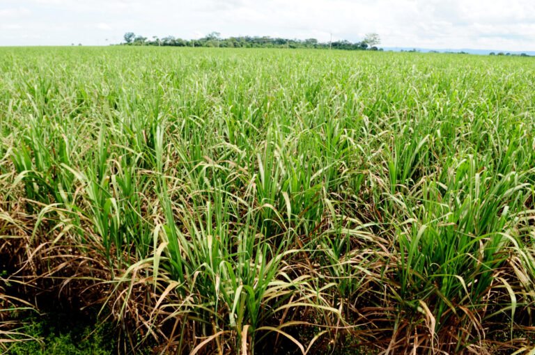 Brasil enfrenta alto risco de desabastecimento de nitrato de amônio
