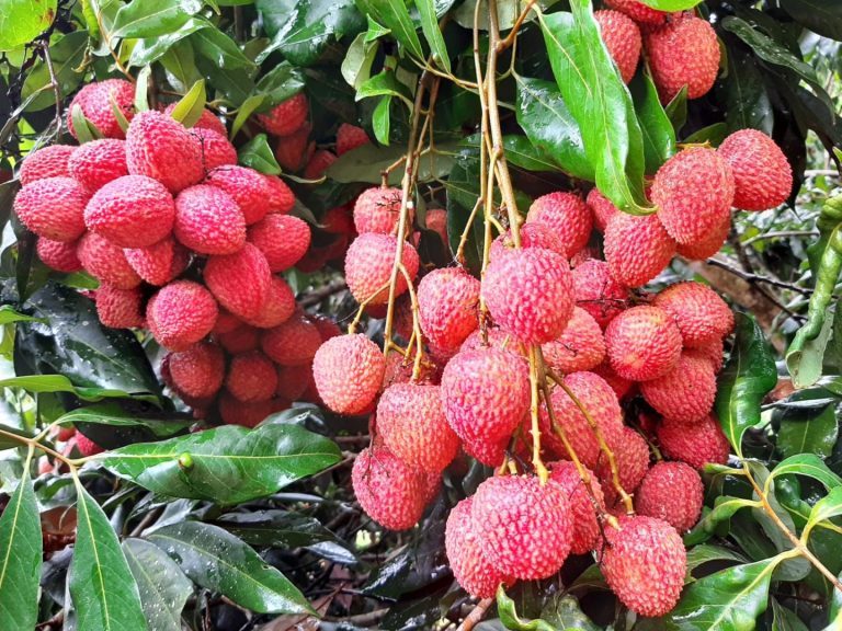 Frutas do PR conquistam certificação internacional para exportação