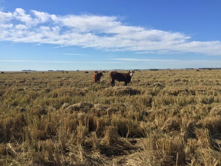 Produção integrada, gestão sistêmica e lucro sustentável