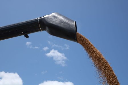 Soja perde força no mercado brasileiro