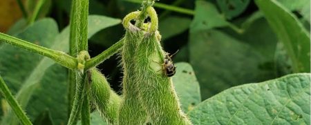 Atenção à vaquinha-preta-e-amarela no Mato Grosso