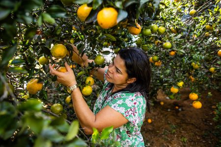 Garantia-Safra garante R$ 49 milhões a agricultores familiares neste mês
