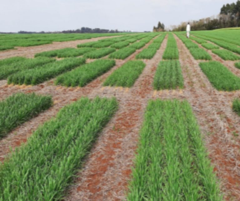 Cultivar certa de trigo pode resultar em diferença de 35 sacos por hectare