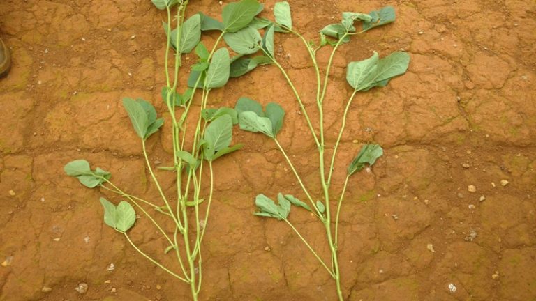 Risco de perda total: nematoide ataca partes aéreas de soja, algodão, feijão e arroz