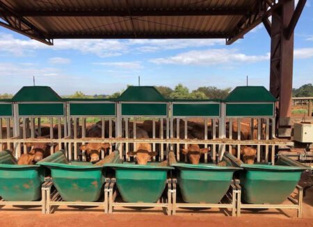 Pesquisa estuda o efeito do estresse térmico em bovinos de corte