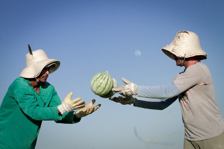 Agropecuária cria mais de 140 mil empregos formais e bate o recorde de 2011