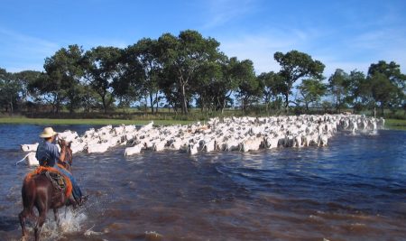Abate de gado orgânico bate recorde no MS