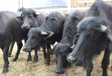 Criadores gaúchos de búfalos reativam canal de comercialização online