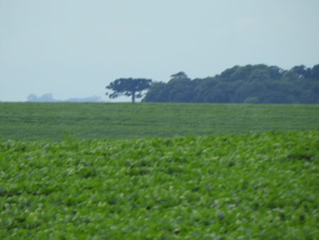 Cotações da soja chegam a patamares recordes. Até R$ 213