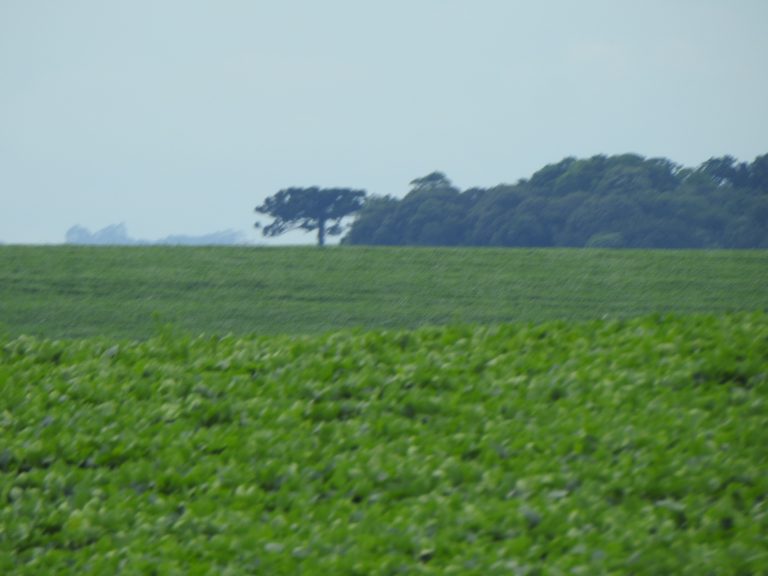 Cotações da soja chegam a patamares recordes. Até R$ 213