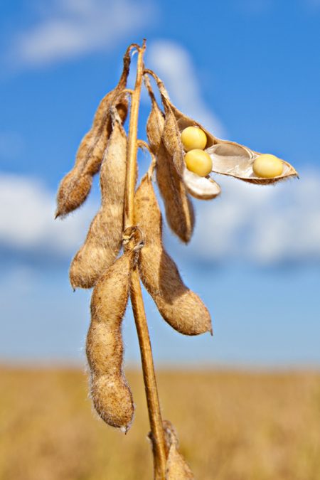 Embrapa e Meridional lançam cultivares de soja com tecnologia Xtend