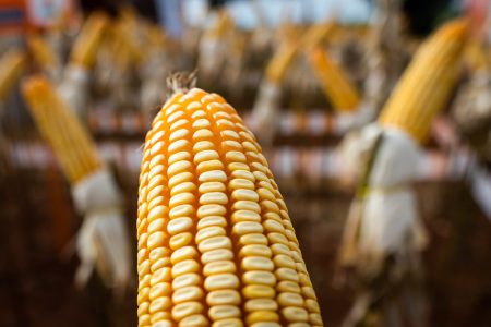 Recuperação do milho deve colaborar para recorde na safra de grãos