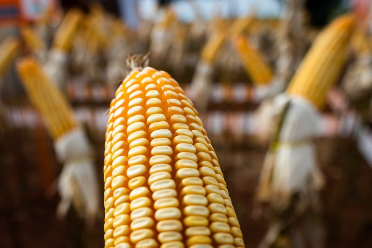 Recuperação do milho deve colaborar para recorde na safra de grãos