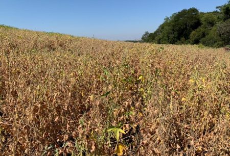 Atingido pela seca? Separe provas das perdas para recorrer junto aos bancos
