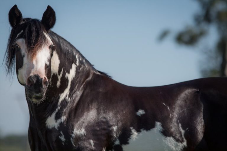 Como saber se ele é um bom garanhão?