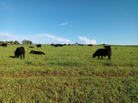 App para celular vai ajudar no combate ao abigeato