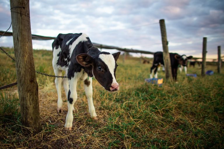 Protocolo vai acompanhar bezerros desde o nascimento