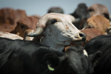 Entressafra e queda nos preços da arroba no físico pressionam cotação de animais de reposição