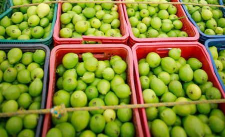 Câmaras frigoríficas: veja cinco dicas para manter o controle de temperatura