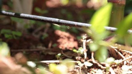 Dia Mundial da Água: uso consciente e aumento de produtividade com irrigação tecnificada Irrigação por gotejamento