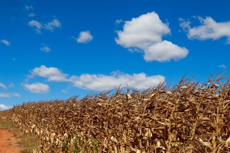 Valor da saca de milho vai para os R$ 100,00