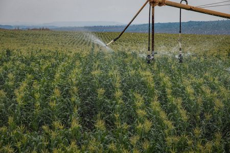 Ofertas pressionam cotação do milho