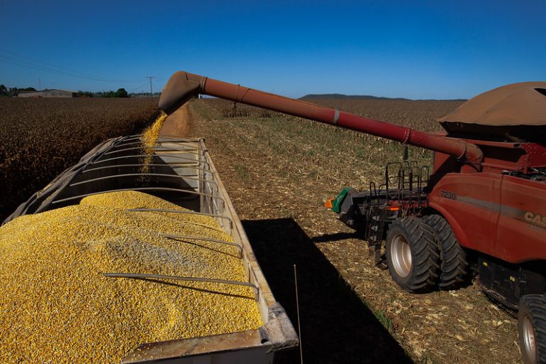 Cotação do milho se aproxima dos R$85,00