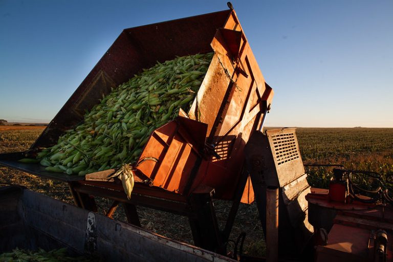 Saca de milho passa dos R$ 100,00