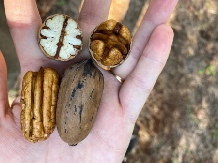 Noz-pecan do Sul do Brasil para o mundo