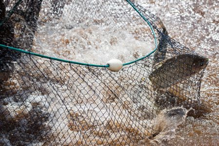 Inscrições para compor Comitês Permanentes de Gestão da Pesca se encerram dia 26