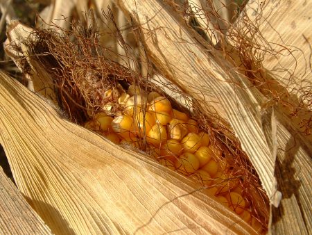 Exportações de milho caem em mais de 7,5%