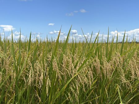 A nova fronteira do arroz irrigado do Tocantins