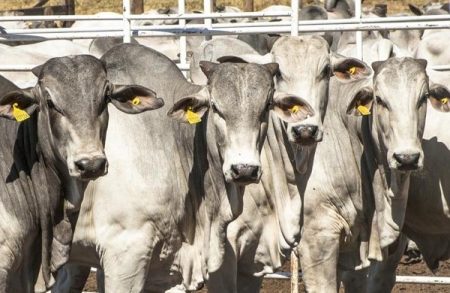 Boi gordo em baixa neste começo de semana