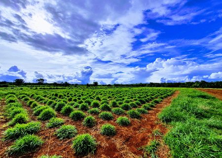 Descoberta pode revolucionar a pecuária