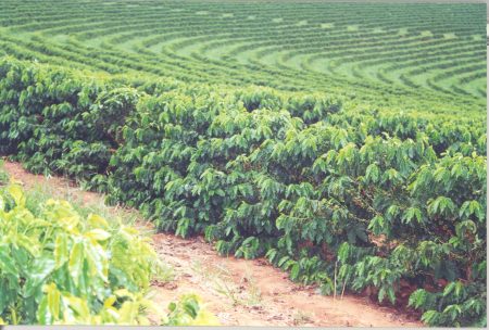 Safra de café 2022/23 já está 29% vendida
