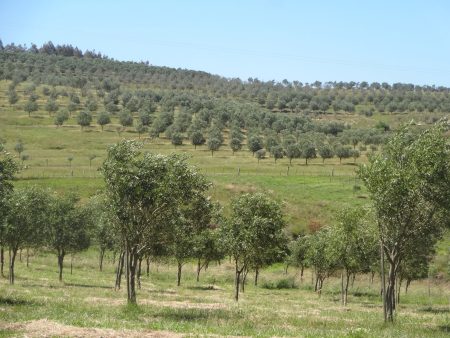 Olivicultura transforma paisagens nos campos do Sul e Sudeste do País