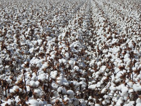 Algodão firme: ganhos externos e baixa disponibilidade por aqui