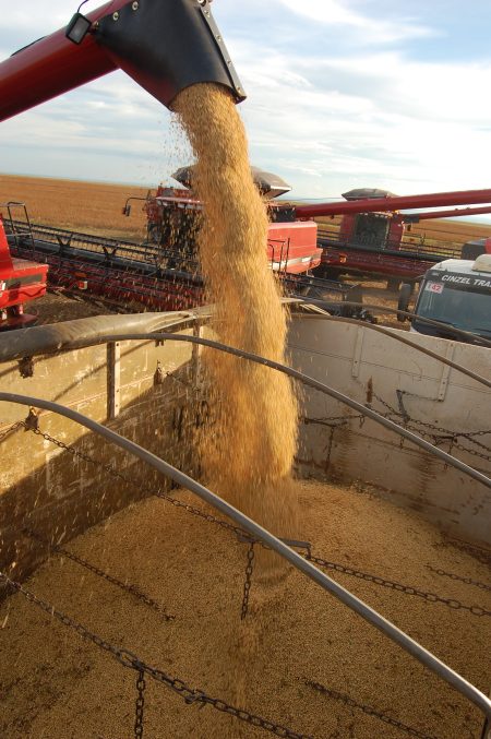 Produção de soja no MT deverá aumentar quase 9%