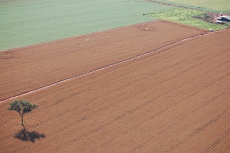 Grãos: 12 anos consecutivos de aumento de área