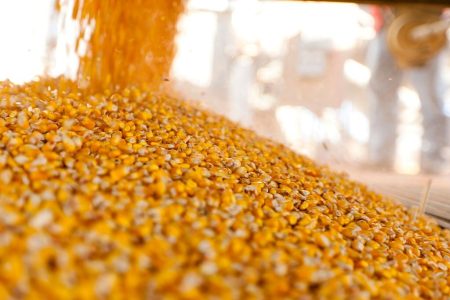 Milho segue em queda