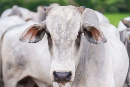 Boi gordo: novo reajuste negativo em São Paulo