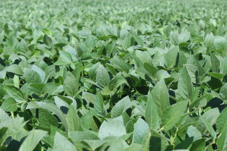 Soja: quase 15 milhões da safra 2022/23 já foi vendida