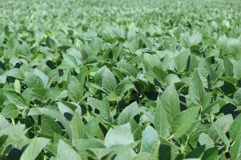 Soja: quase 15 milhões da safra 2022/23 já foi vendida