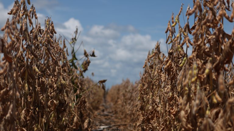 Soja se valoriza no mercado brasileiro