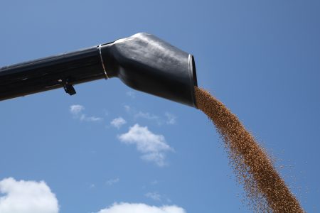 Soja: preços permanecem estáveis