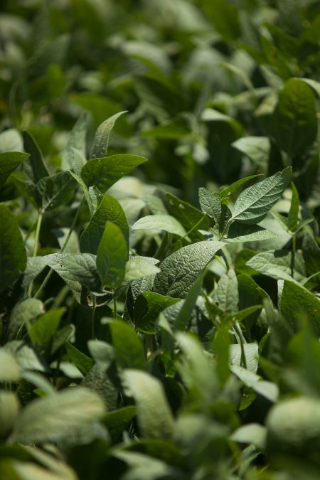 Soja com a venda abaixo da média