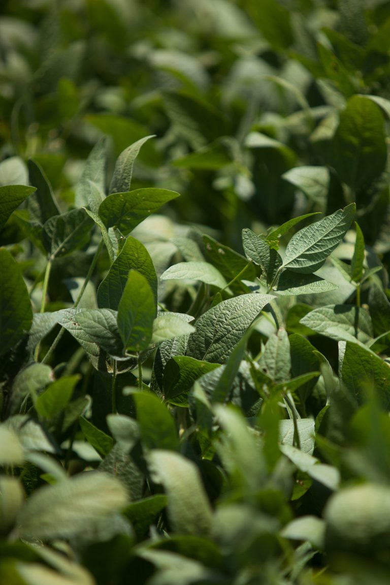 Soja com a venda abaixo da média