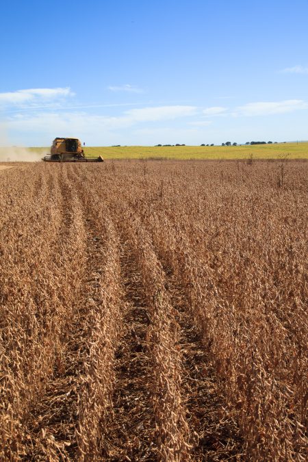 Soja da safra 2021/22 está 55% comercializada, uma venda mais lenta